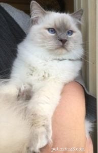 Meet Captain: The Blue Point Ragdoll of the Week