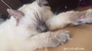 Meet Captain: The Blue Point Ragdoll of the Week