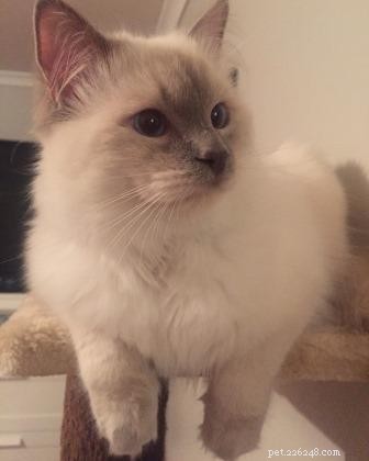 Meet Captain: The Blue Point Ragdoll of the Week