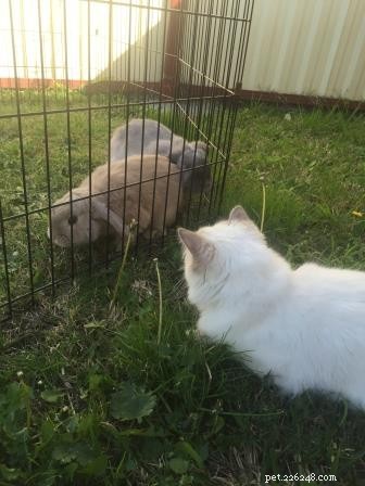 Meet Captain: The Blue Point Ragdoll of the Week