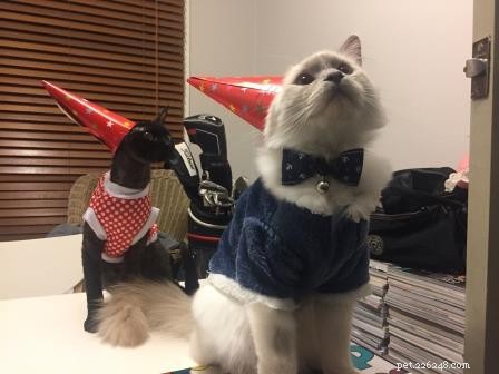 Meet Captain: The Blue Point Ragdoll of the Week
