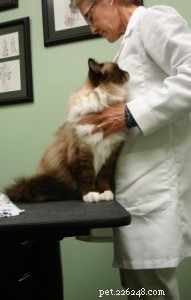 Understanding Cat Heart Murmurs: What Owners Need to Know