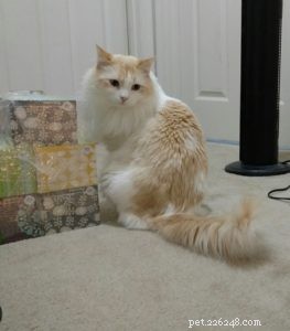 Washburn – A Ragdoll Rescue Who Brings Hope After Loss