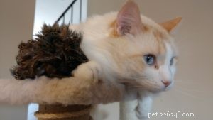 Washburn – A Ragdoll Rescue Who Brings Hope After Loss
