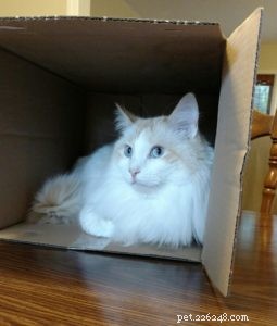 Washburn – A Ragdoll Rescue Who Brings Hope After Loss