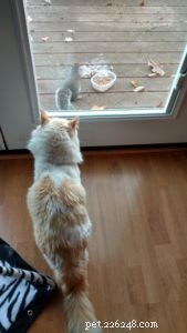 Washburn – A Ragdoll Rescue Who Brings Hope After Loss
