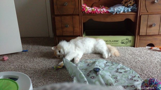 Washburn – A Ragdoll Rescue Who Brings Hope After Loss