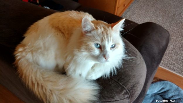 Washburn – A Ragdoll Rescue Who Brings Hope After Loss