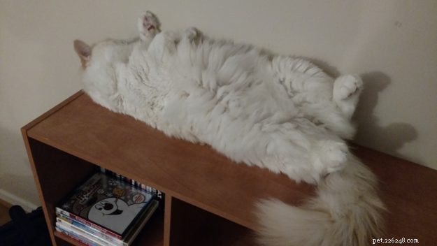 Washburn – A Ragdoll Rescue Who Brings Hope After Loss