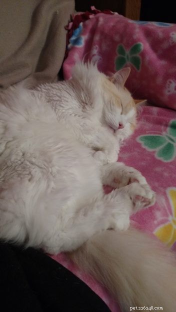 Washburn – A Ragdoll Rescue Who Brings Hope After Loss
