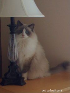 Sir Latte Puss Puss – Spotlight on a 9‑Year‑Old Bicolor Ragdoll
