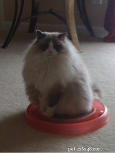 Sir Latte Puss Puss – Spotlight on a 9‑Year‑Old Bicolor Ragdoll