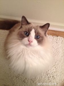 Sir Latte Puss Puss – Spotlight on a 9‑Year‑Old Bicolor Ragdoll