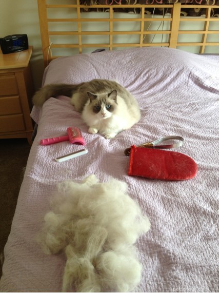 Sir Latte Puss Puss – Spotlight on a 9‑Year‑Old Bicolor Ragdoll