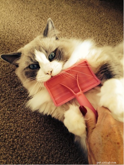 Sir Latte Puss Puss – Spotlight on a 9‑Year‑Old Bicolor Ragdoll