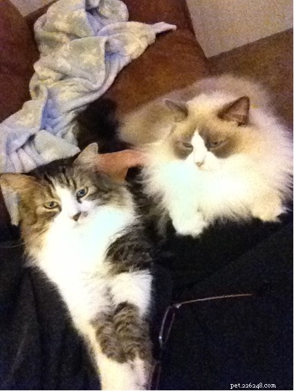 Sir Latte Puss Puss – Spotlight on a 9‑Year‑Old Bicolor Ragdoll