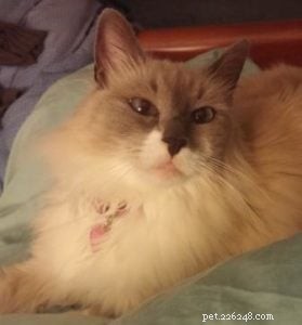 Meet Pitty: The Blue Point Ragdoll Cat of the Week