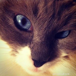Meet Pitty: The Blue Point Ragdoll Cat of the Week