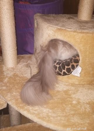 Meet Pitty: The Blue Point Ragdoll Cat of the Week
