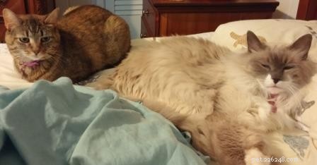 Meet Pitty: The Blue Point Ragdoll Cat of the Week