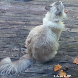 Meet Pitty: The Blue Point Ragdoll Cat of the Week