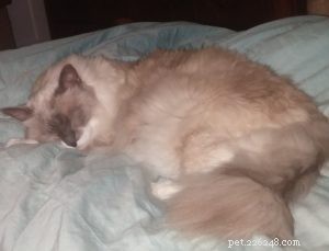 Meet Pitty: The Blue Point Ragdoll Cat of the Week