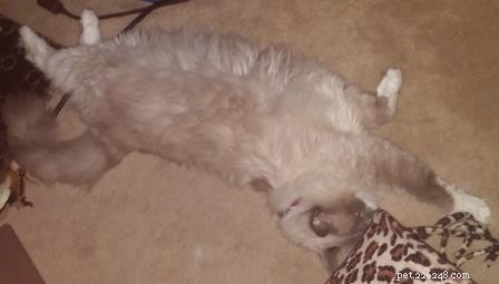 Meet Pitty: The Blue Point Ragdoll Cat of the Week