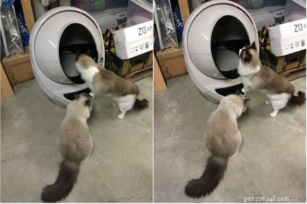 Do Ragdoll Cats Use the Litter Robot Open Air? Proven Tips for a Smooth Transition