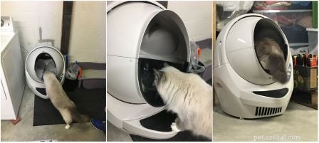 Do Ragdoll Cats Use the Litter Robot Open Air? Proven Tips for a Smooth Transition