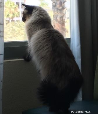 Meet Duke: The Heartwarming Journey of a 6-Year-Old Rescue Ragdoll