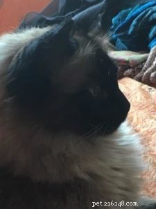 Meet Duke: The Heartwarming Journey of a 6-Year-Old Rescue Ragdoll