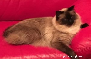 Meet Duke: The Heartwarming Journey of a 6-Year-Old Rescue Ragdoll