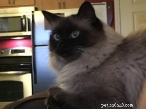 Meet Duke: The Heartwarming Journey of a 6-Year-Old Rescue Ragdoll