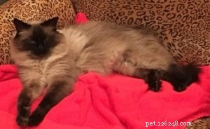 Meet Duke: The Heartwarming Journey of a 6-Year-Old Rescue Ragdoll