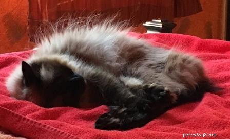 Meet Duke: The Heartwarming Journey of a 6-Year-Old Rescue Ragdoll