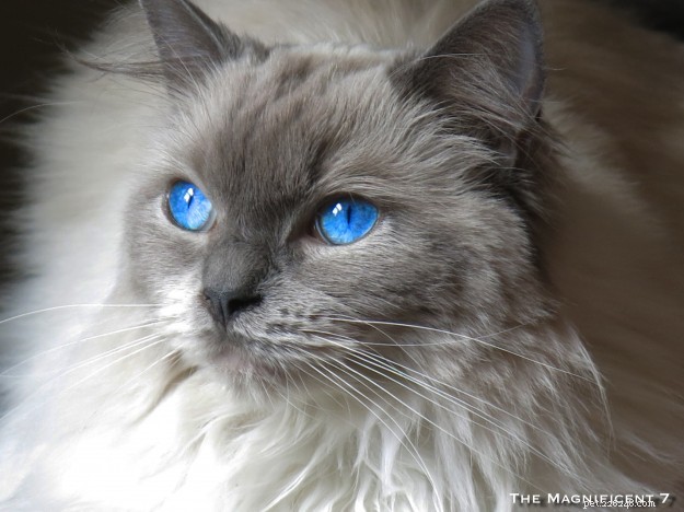 Princess Persephone (Princess Pixie): Featured Ragdoll of the Week