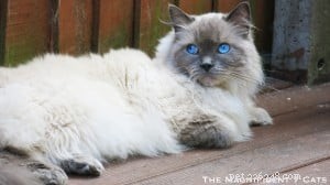 Princess Persephone (Princess Pixie): Featured Ragdoll of the Week