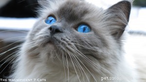 Princess Persephone (Princess Pixie): Featured Ragdoll of the Week