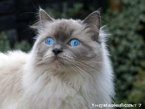 Princess Persephone (Princess Pixie): Featured Ragdoll of the Week