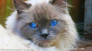 Princess Persephone (Princess Pixie): Featured Ragdoll of the Week