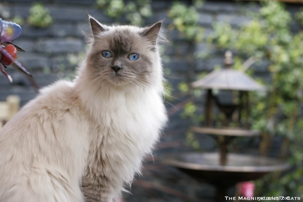 Princess Persephone (Princess Pixie): Featured Ragdoll of the Week