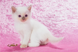 Meet Zichron Tziyon: A Stunning Lilac Mitted Ragdoll Cat That Brings Joy