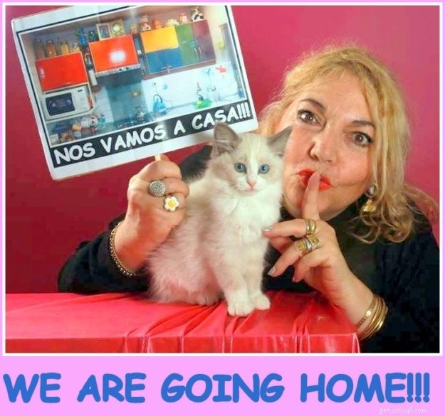 Pepo: The Ragdoll Kitten of the Month – Meet the Adorable Bicolor Star