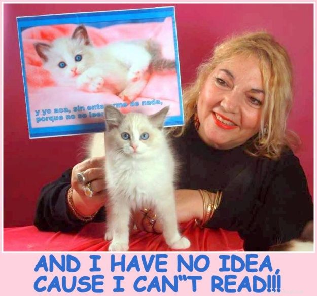 Pepo: The Ragdoll Kitten of the Month – Meet the Adorable Bicolor Star