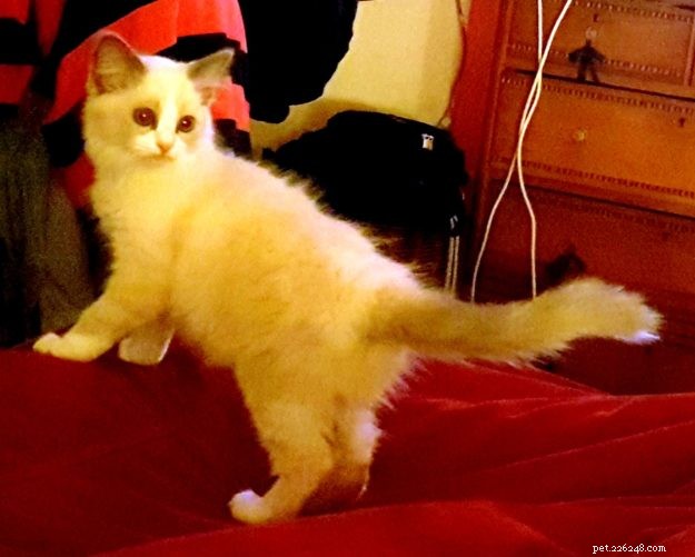 Pepo: The Ragdoll Kitten of the Month – Meet the Adorable Bicolor Star