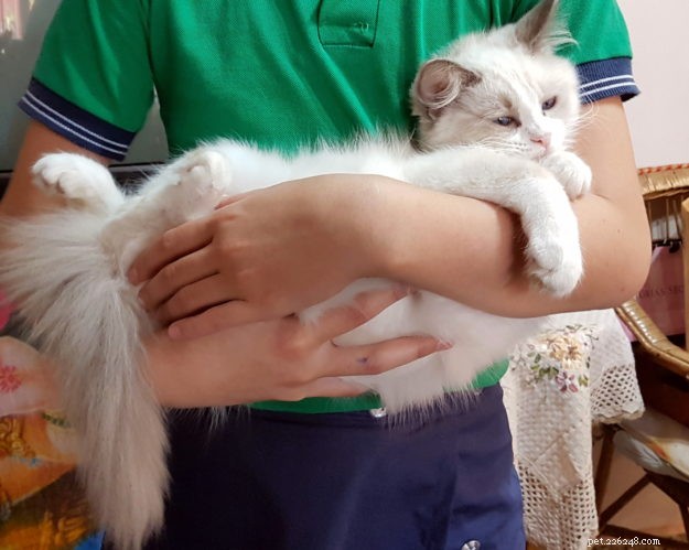 Pepo: The Ragdoll Kitten of the Month – Meet the Adorable Bicolor Star