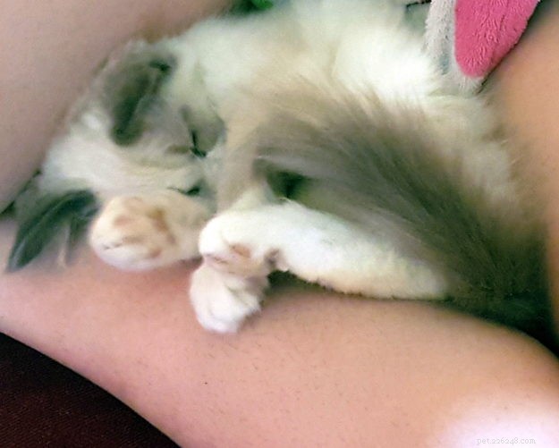 Pepo: The Ragdoll Kitten of the Month – Meet the Adorable Bicolor Star