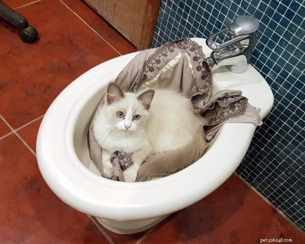 Pepo: The Ragdoll Kitten of the Month – Meet the Adorable Bicolor Star
