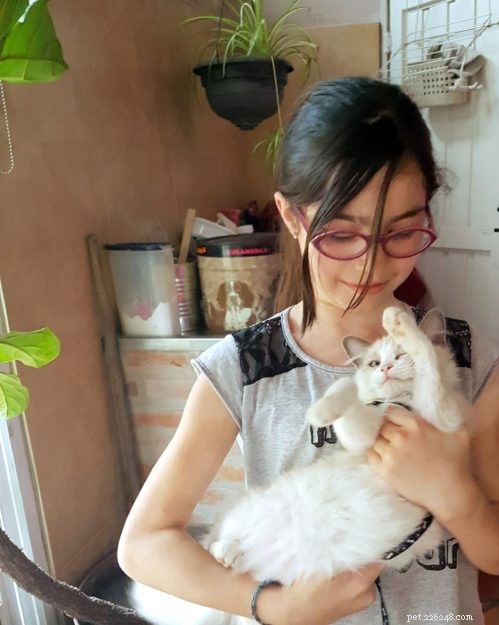 Pepo: The Ragdoll Kitten of the Month – Meet the Adorable Bicolor Star