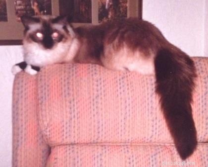 Hope for Feline Infectious Peritonitis: New Potential Cure on the Horizon
